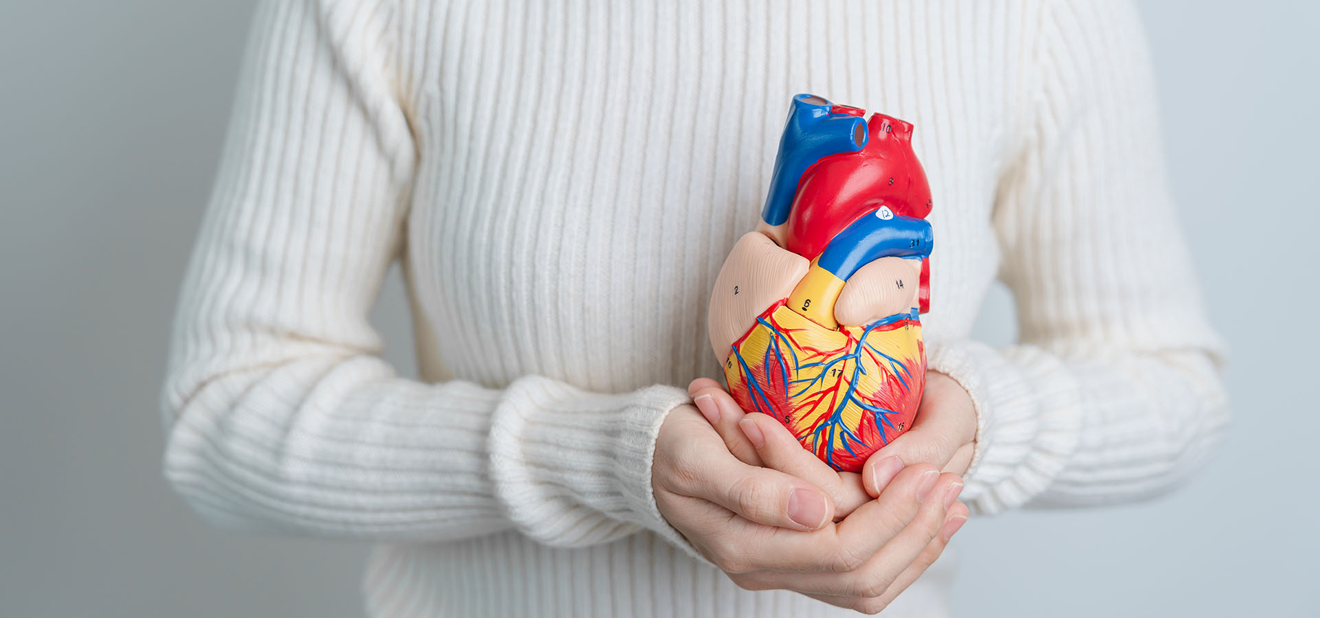 Bild einer Frau, die ein medizinisches Modell eines Herzens hält, um die Verbindung zwischen Omega-3 und Herzgesundheit zu illustrieren.